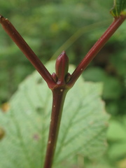 Viburnum edule image
