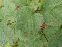 Viburnum edule image