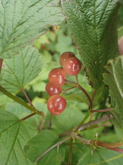 Viburnum edule image