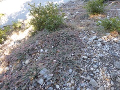 Acmispon argophyllus