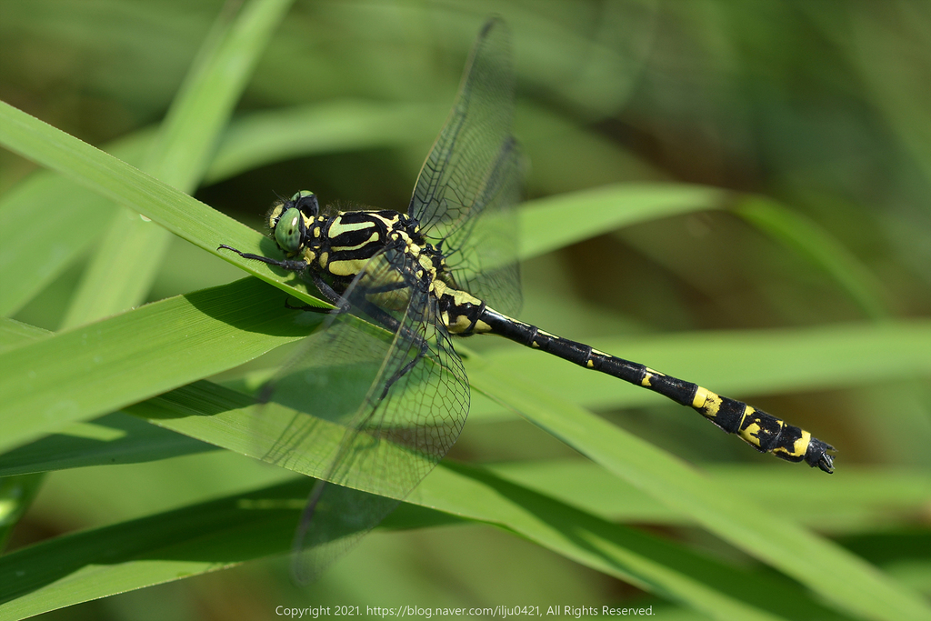 Asiagomphus