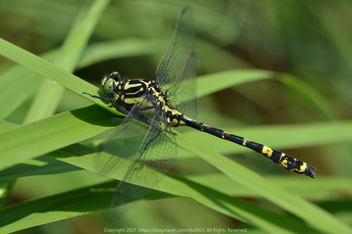 Asiagomphus coreanus