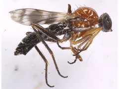 Acraspisa
