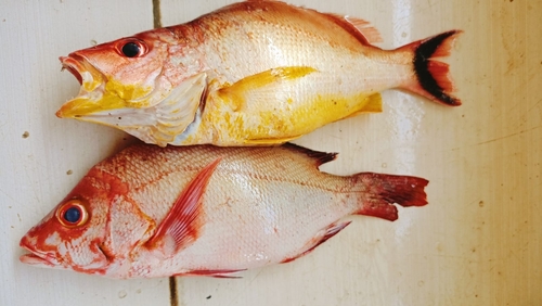 Lunartail snapper (Lutjanus lunulatus) — Lutjanidae — 3