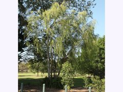 Leptospermum madidum