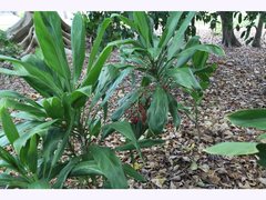 Cordyline manners-suttoniae