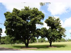Vernicia fordii