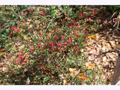 Graptophyllum excelsum