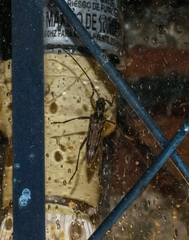Elytrimitatrix undata