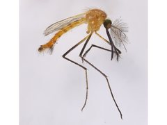 Coquillettidia xanthogaster