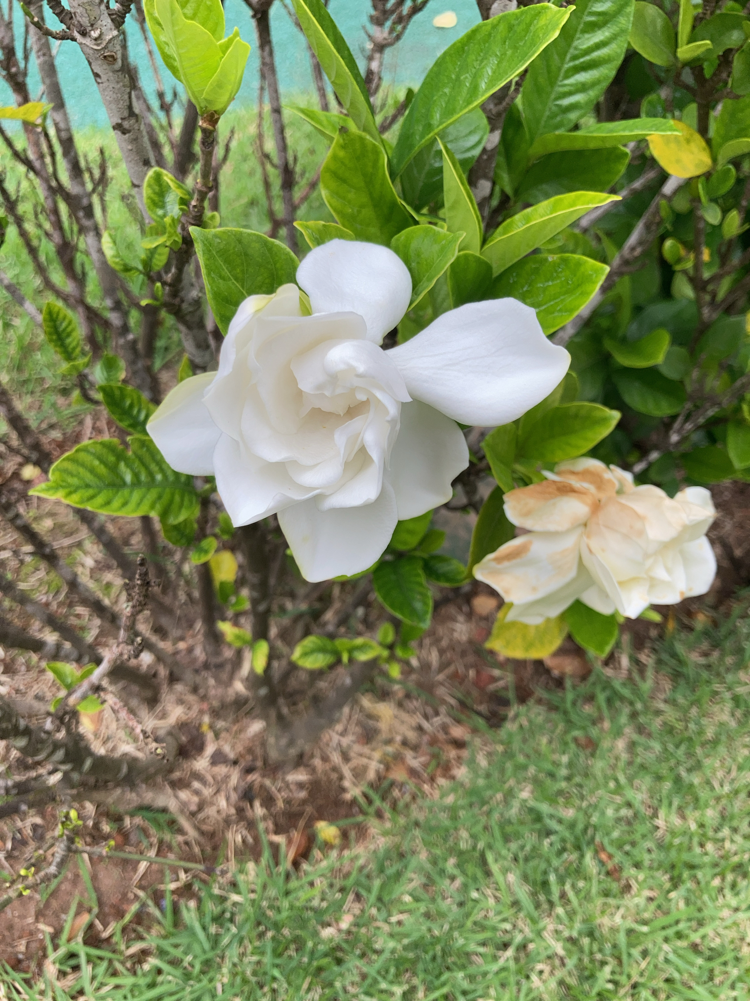 Gardenia jasminoides