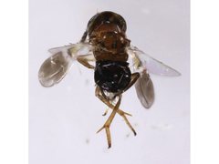 Encyrtus