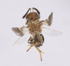 Encyrtus