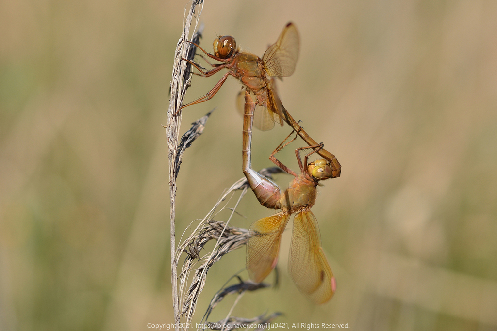 Sympetrum uniforme
