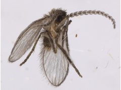 Trichomyiinae