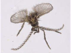 Trichomyiinae