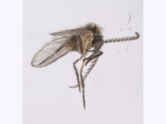 Trichomyiinae
