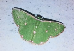 Chlorochromodes dialitha