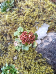 Chrysosplenium wrightii