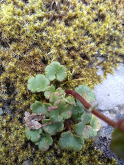 Chrysosplenium wrightii