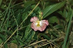 Siphonochilus kirkii