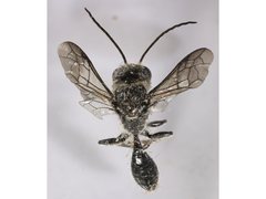 Tachyphron aculeatus