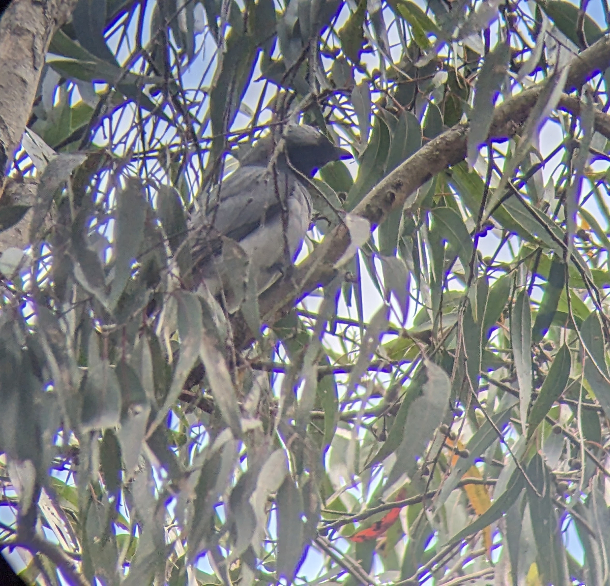 Black-faced Cuckooshrike (Coracina novaehollandiae)