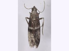 Cryptoblabes adoceta