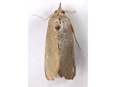 Hypocala guttiventris