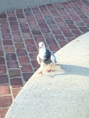 Columba livia domestica