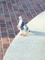 Columba livia domestica