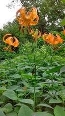 Lilium michiganense