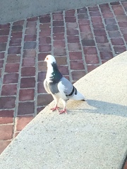 Columba livia domestica
