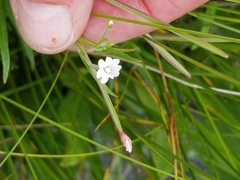 Epilobium palustre