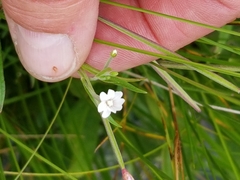 Epilobium palustre