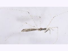 Empicoris scabraventris