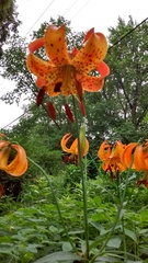 Lilium michiganense