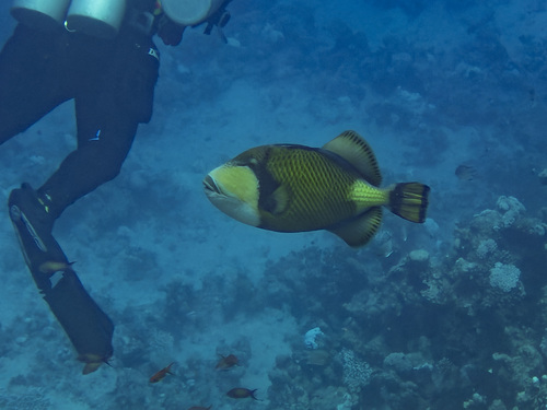 Titan Triggerfish (Balistoides viridescens)