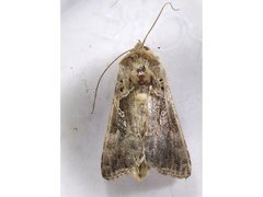 Argyrogramma signata