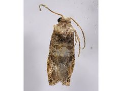 Lobesia arescophanes