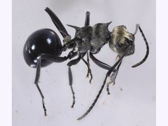 Polyrhachis turneri