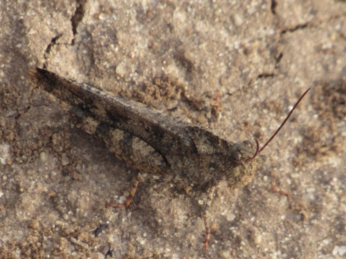 Ridgeback Grasshopper photo 5