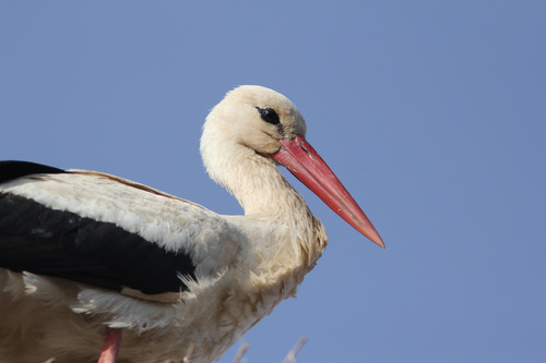 White Stork