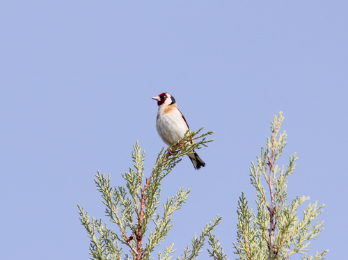European Goldfinch