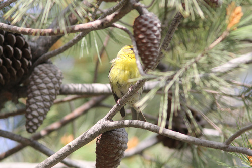 European Serin