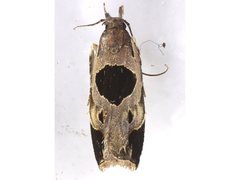 Helcystogramma hibisci