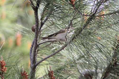 Western Bonelli's Warbler
