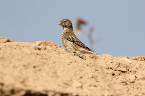 Eurasian Linnet