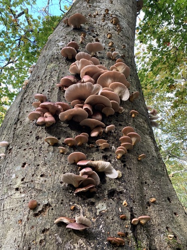 Omphalotus japonicus