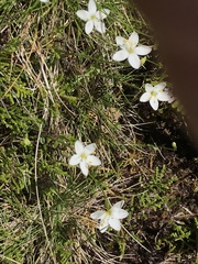 Centaurium scilloides